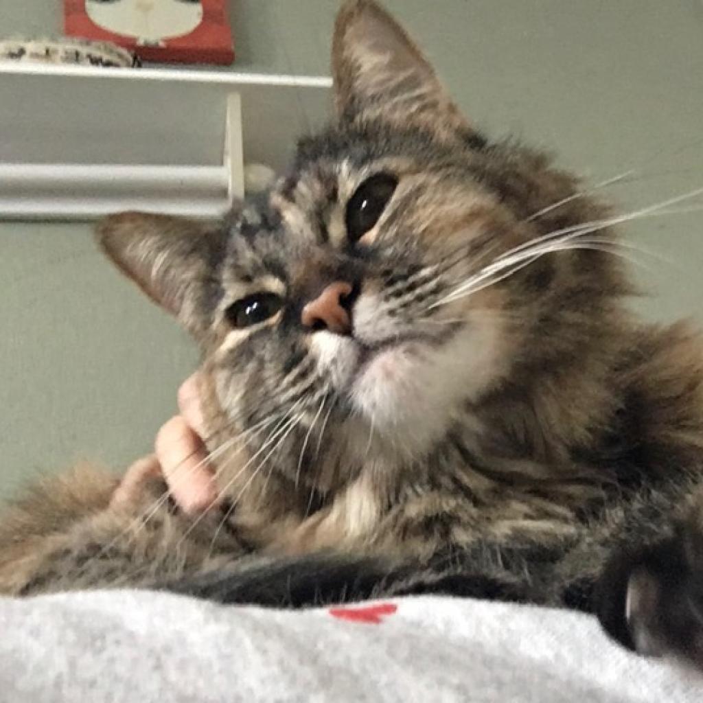 Bitty Sweeden, an adoptable Domestic Long Hair in Denver, CO, 80223 | Photo Image 2