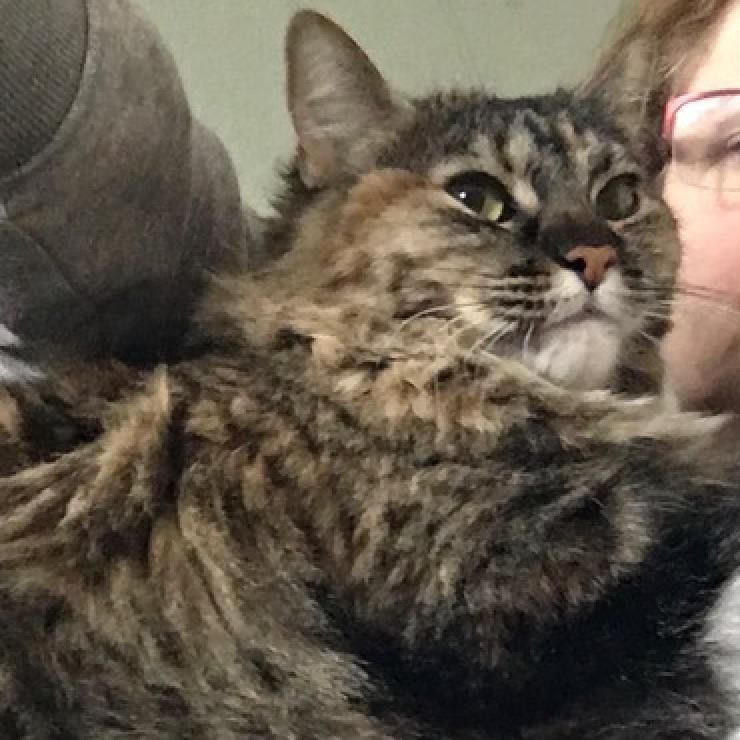 Bitty Sweeden, an adoptable Domestic Long Hair in Denver, CO, 80223 | Photo Image 3