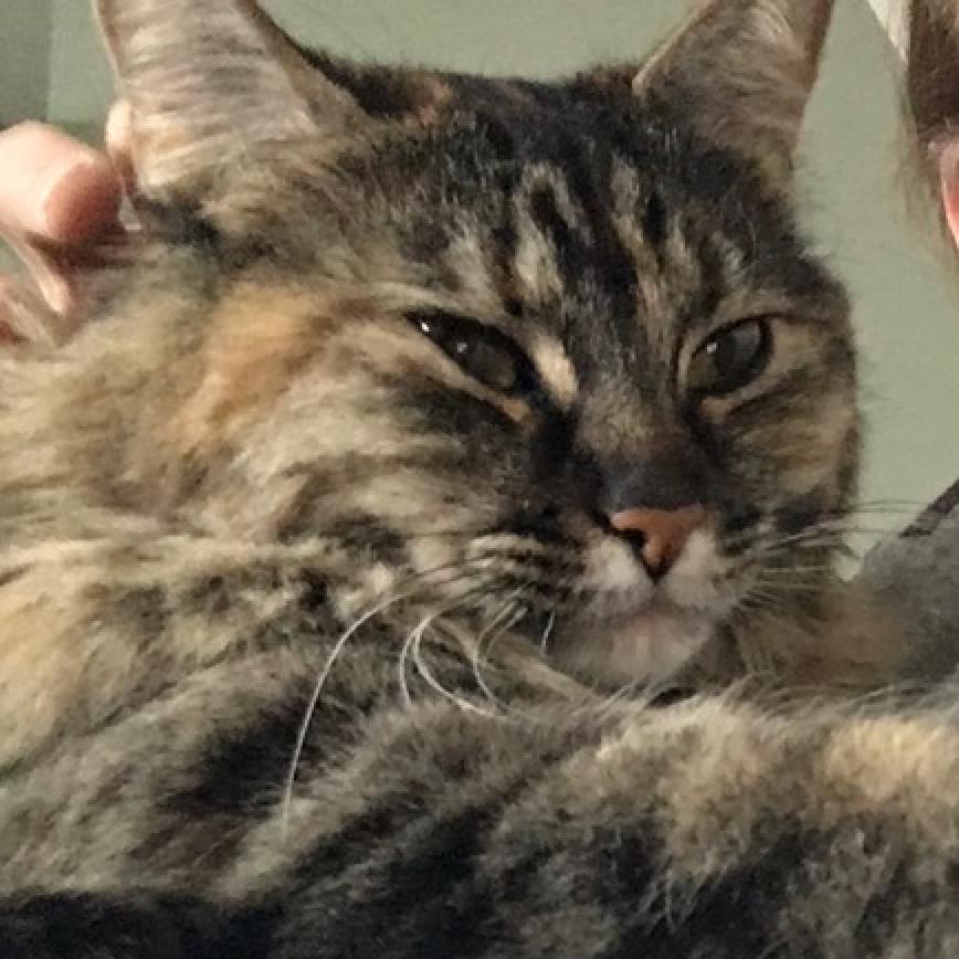 Bitty Sweeden, an adoptable Domestic Long Hair in Denver, CO, 80223 | Photo Image 4