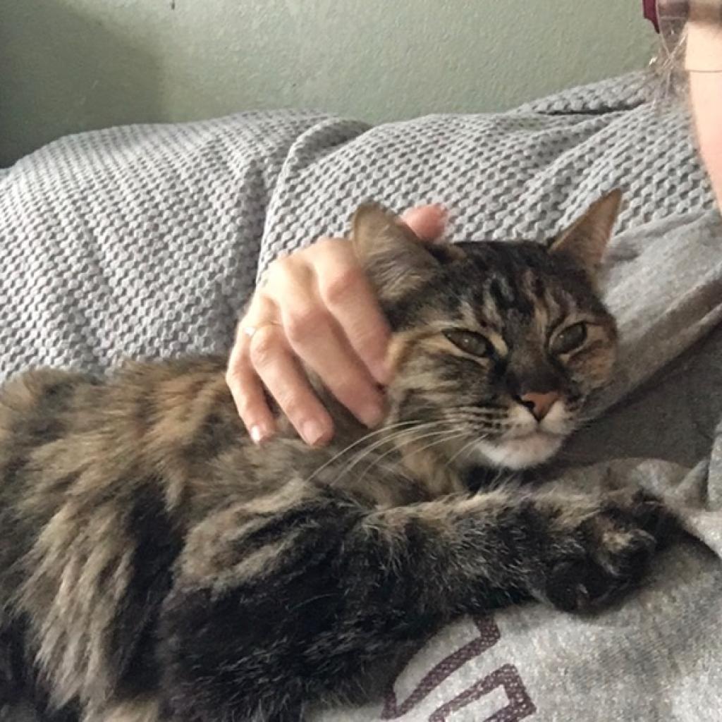 Bitty Sweeden, an adoptable Domestic Long Hair in Denver, CO, 80223 | Photo Image 5