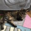 Bitty Sweeden photo 6
