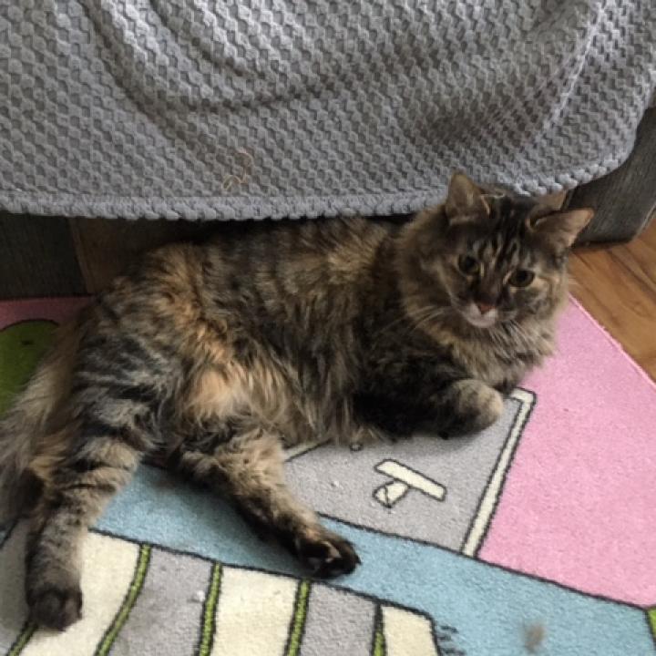 Bitty Sweeden, an adoptable Domestic Long Hair in Denver, CO, 80223 | Photo Image 6