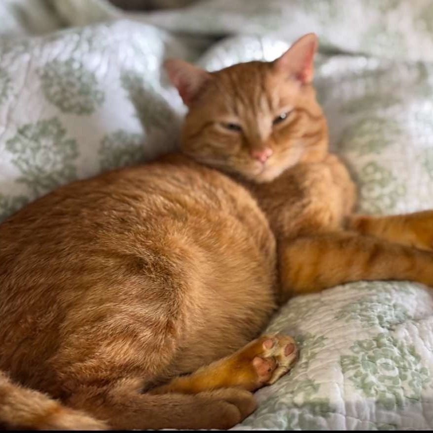 Thomas O'Malley, an adoptable Domestic Short Hair in Nampa, ID, 83686 | Photo Image 1