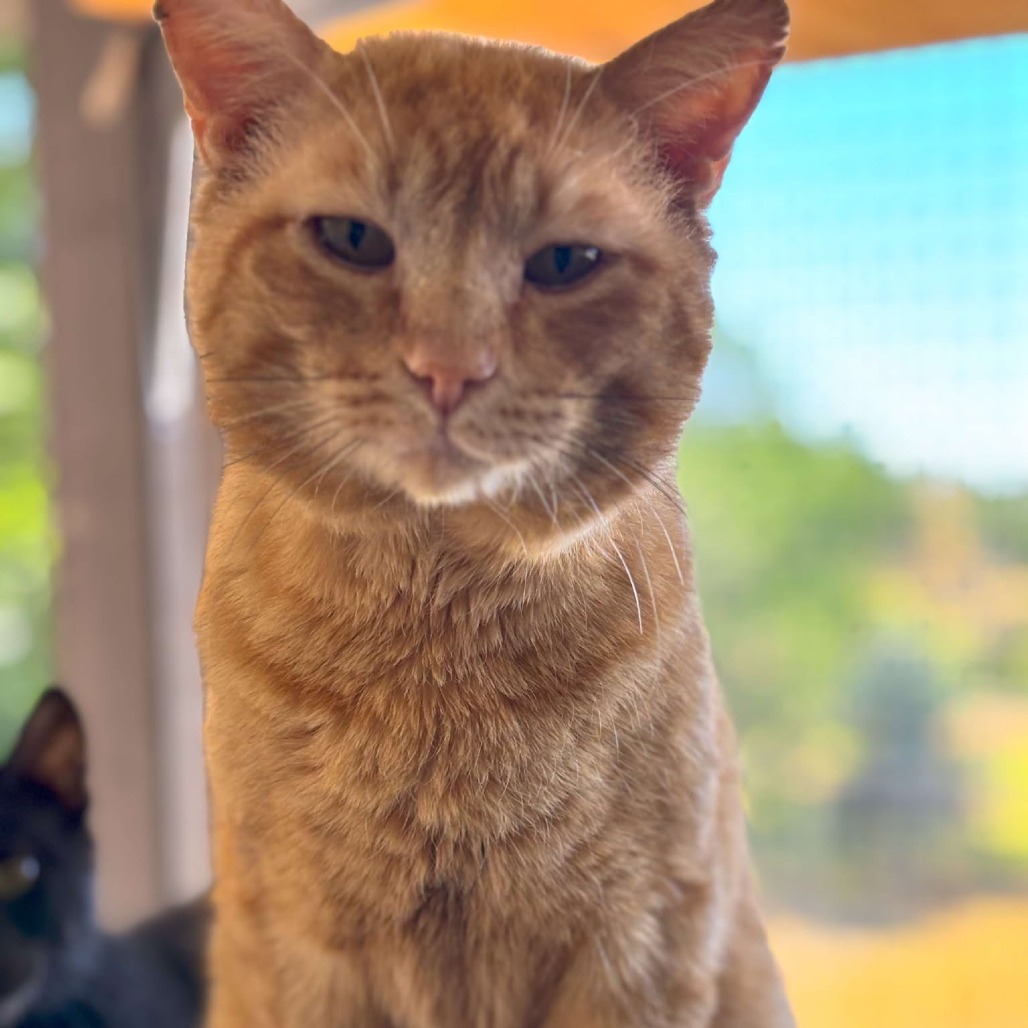 Thomas O'Malley, an adoptable Domestic Short Hair in Nampa, ID, 83686 | Photo Image 2