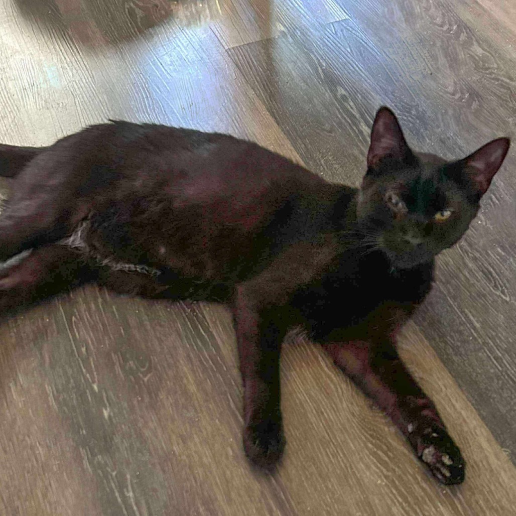 Randall, an adoptable Domestic Short Hair in Nampa, ID, 83686 | Photo Image 1