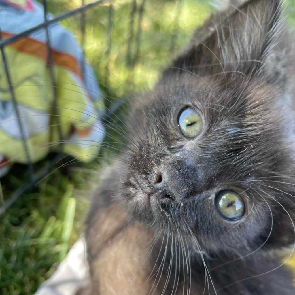 Randall, an adoptable Domestic Short Hair in Nampa, ID, 83686 | Photo Image 2