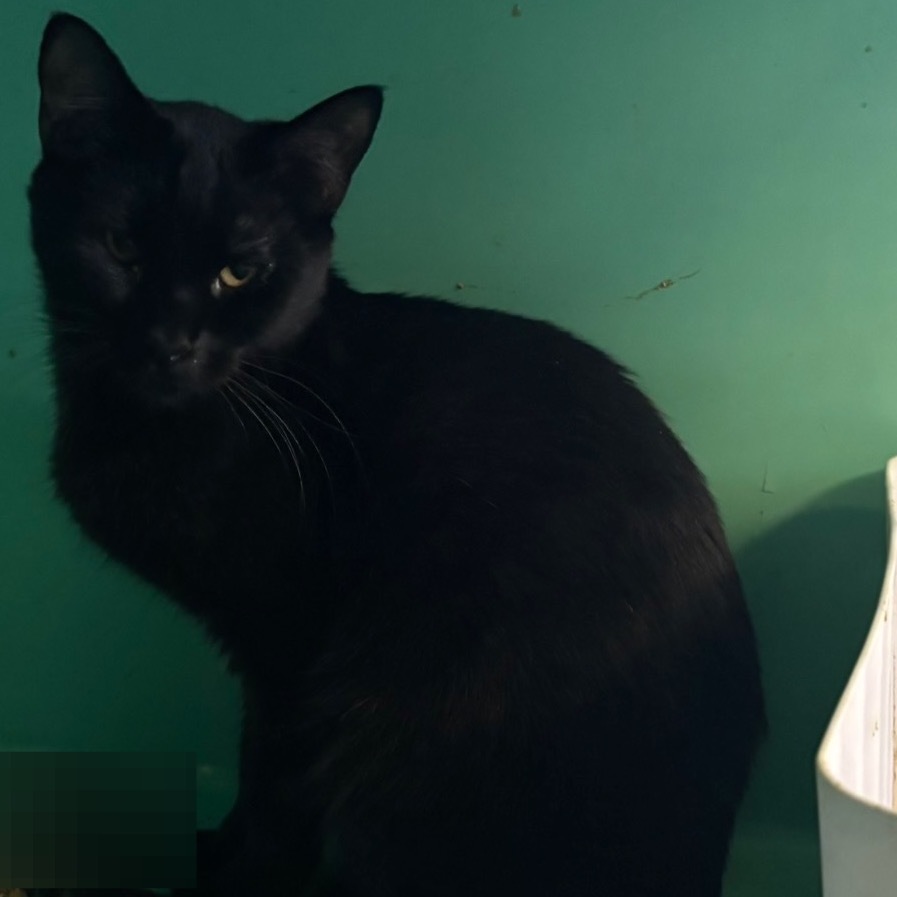 Randall, an adoptable Domestic Short Hair in Nampa, ID, 83686 | Photo Image 3