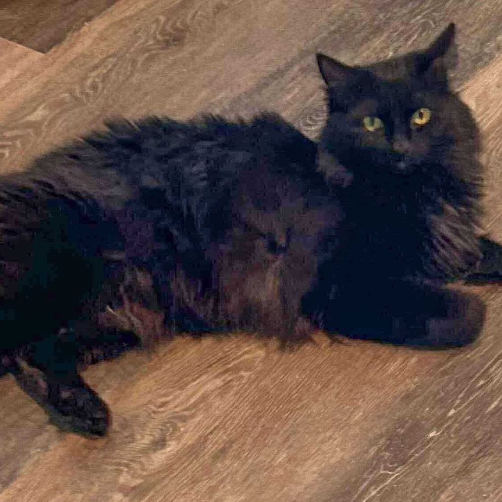 Dante, an adoptable Domestic Long Hair in Nampa, ID, 83686 | Photo Image 1