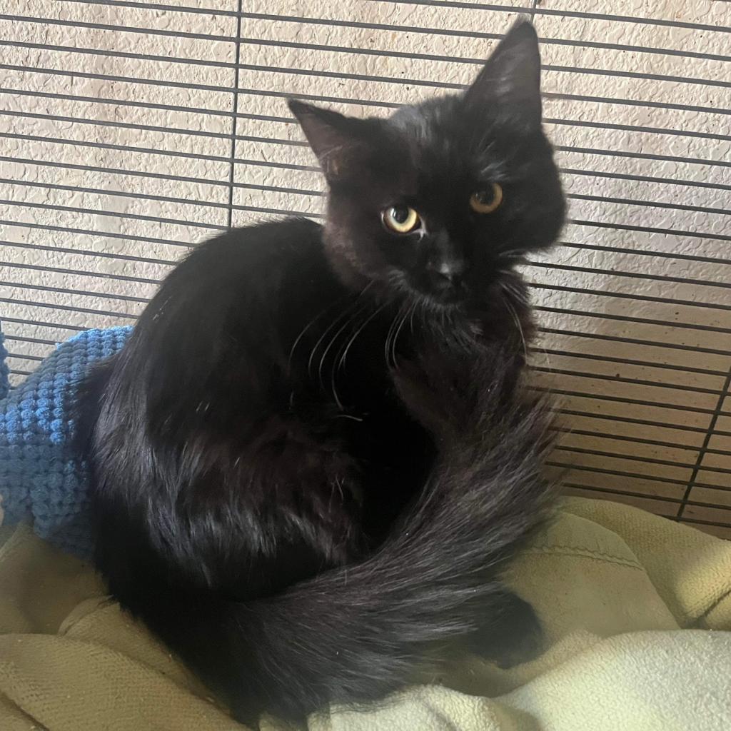 Dante, an adoptable Domestic Long Hair in Nampa, ID, 83686 | Photo Image 2