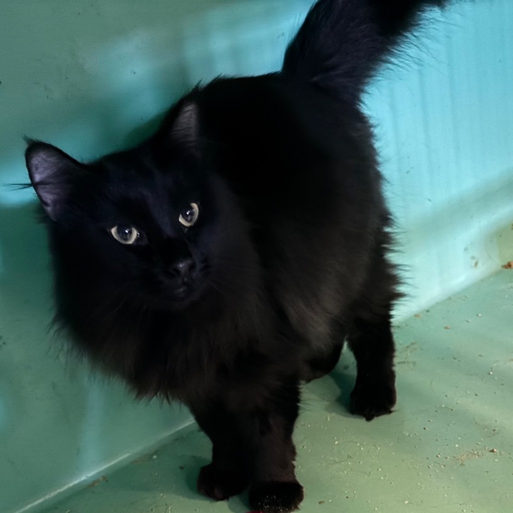 Dante, an adoptable Domestic Long Hair in Nampa, ID, 83686 | Photo Image 3