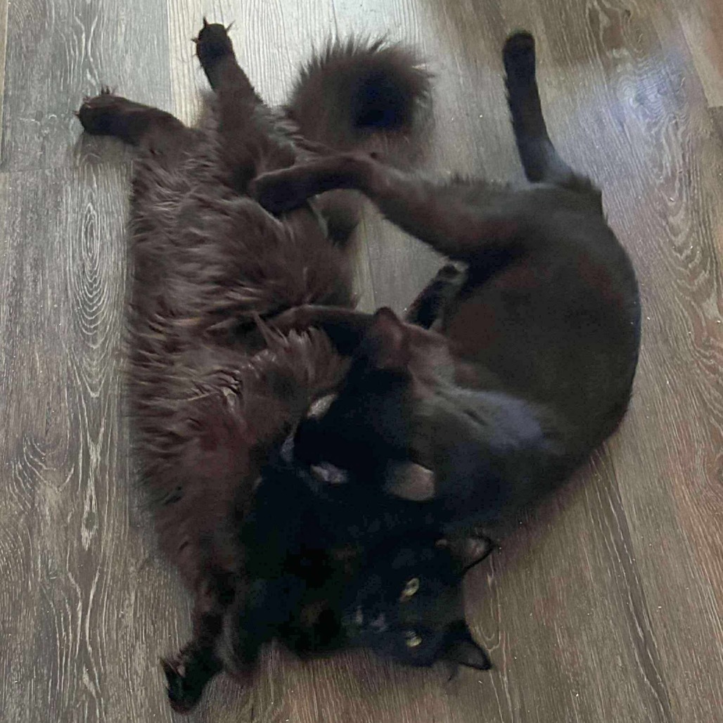 Dante, an adoptable Domestic Long Hair in Nampa, ID, 83686 | Photo Image 4