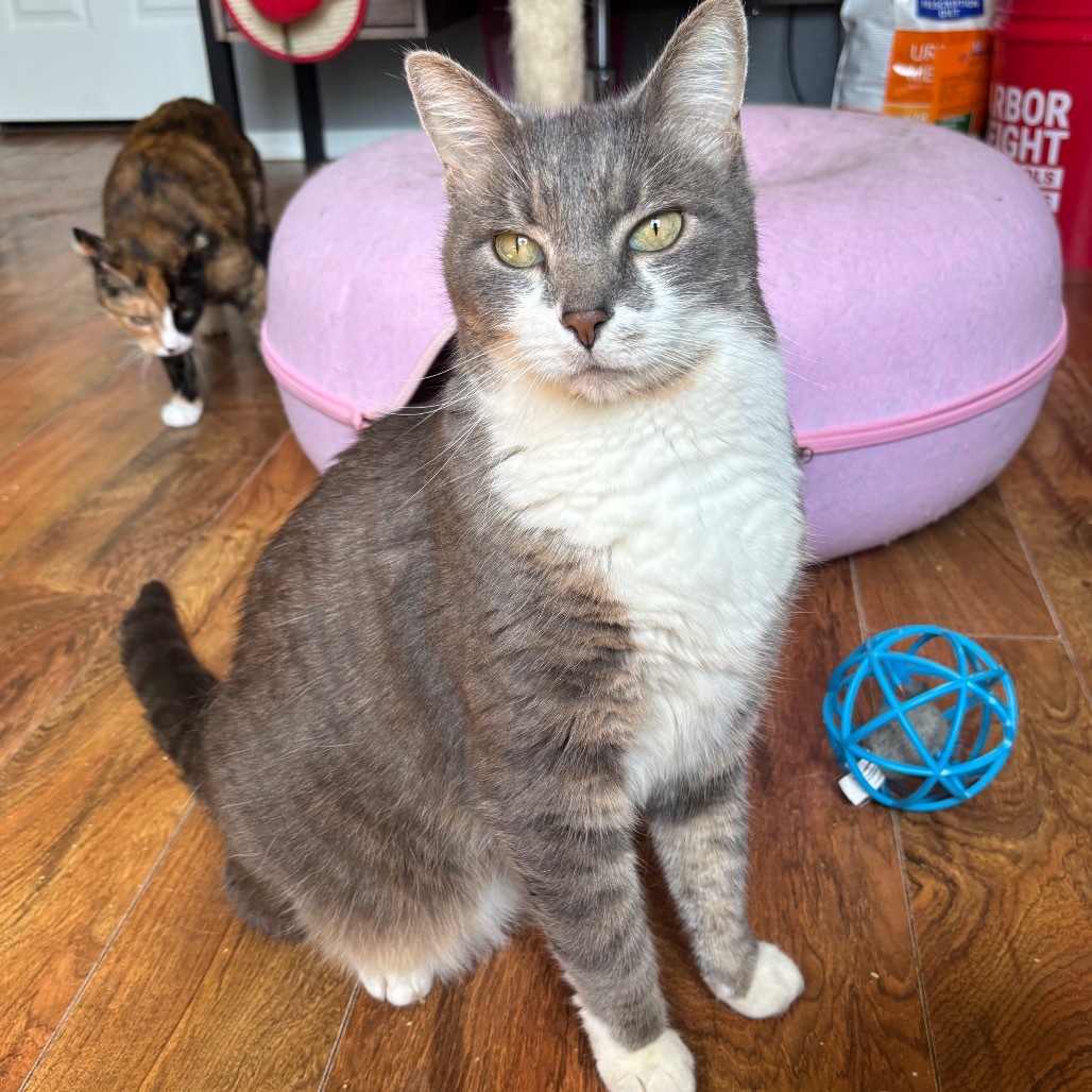 Derby, an adoptable Domestic Short Hair in Nampa, ID, 83686 | Photo Image 1