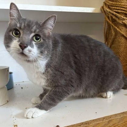 Derby, an adoptable Domestic Short Hair in Nampa, ID, 83686 | Photo Image 2