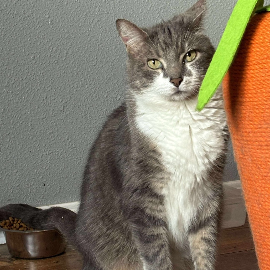 Derby, an adoptable Domestic Short Hair in Nampa, ID, 83686 | Photo Image 3