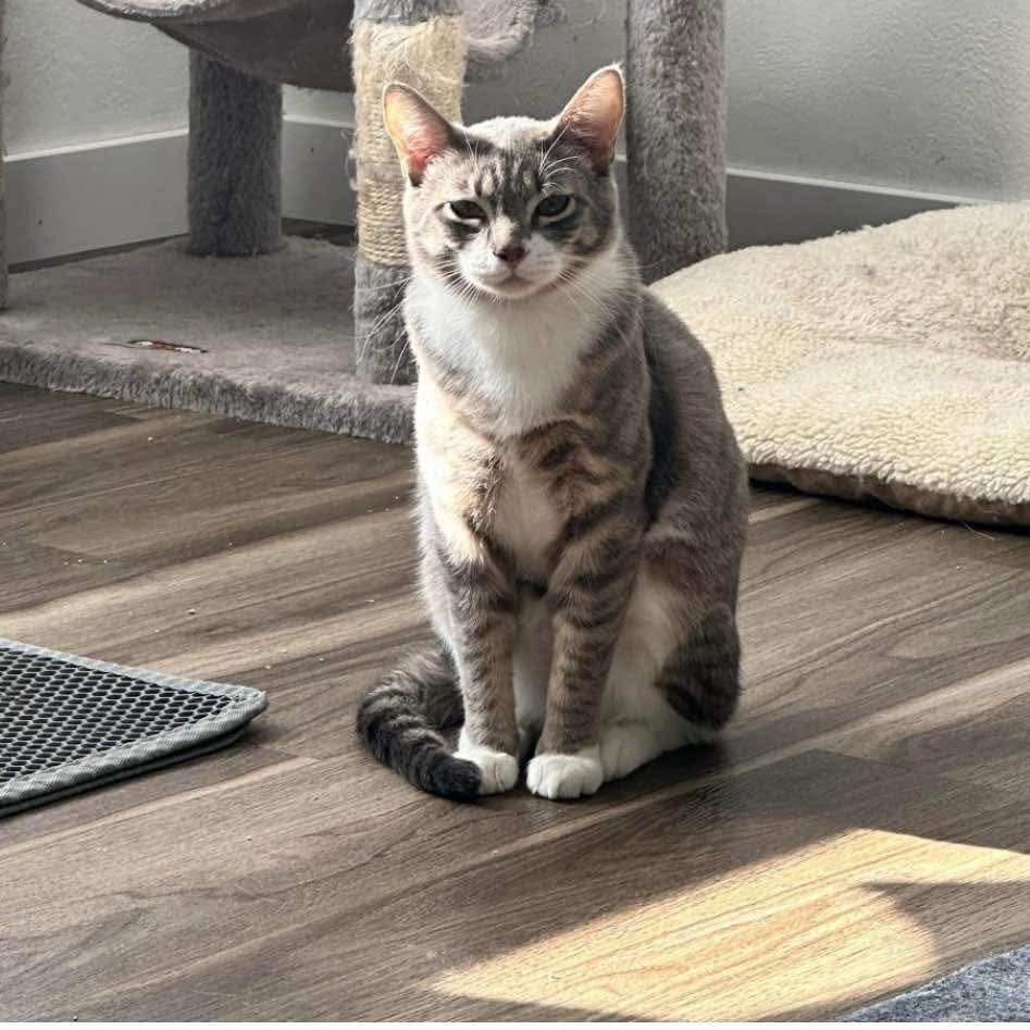 Derby, an adoptable Domestic Short Hair in Nampa, ID, 83686 | Photo Image 4