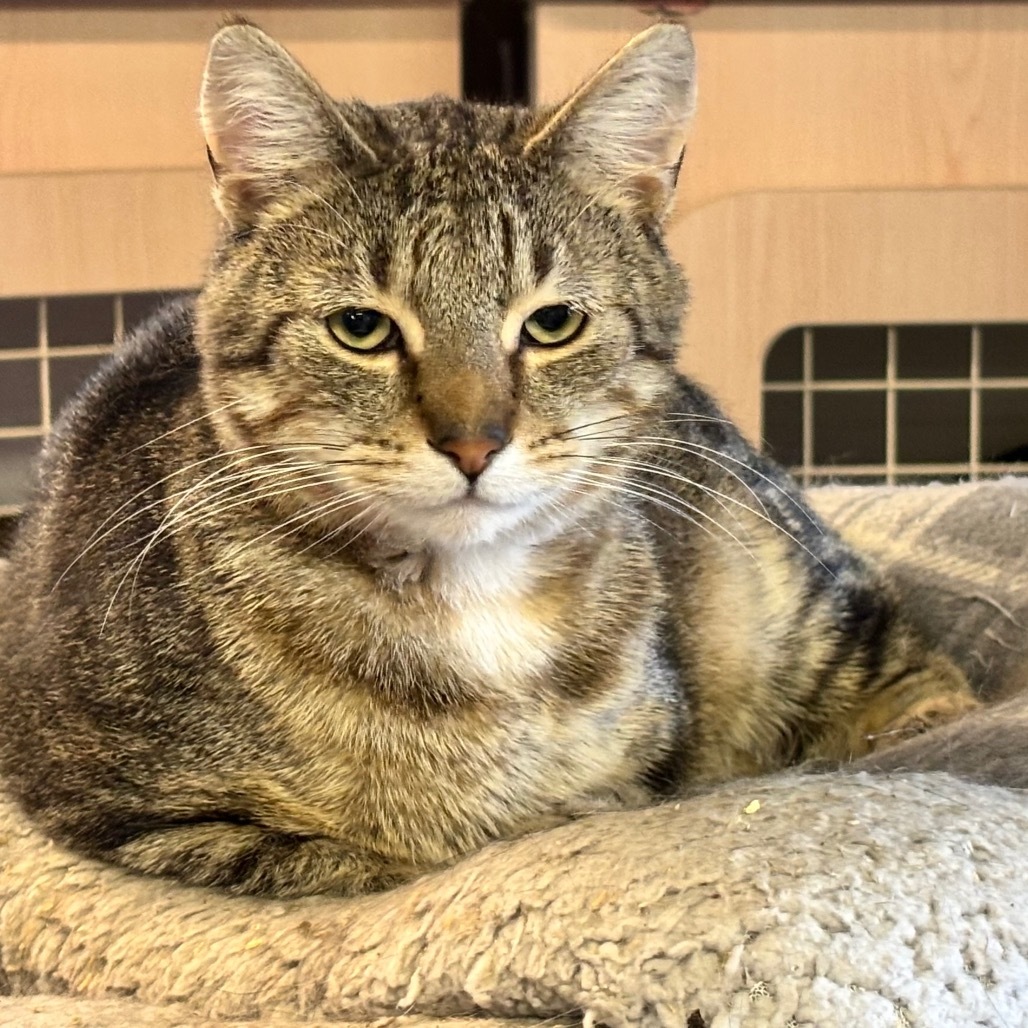 Burrito, an adoptable Domestic Short Hair in Nampa, ID, 83686 | Photo Image 1