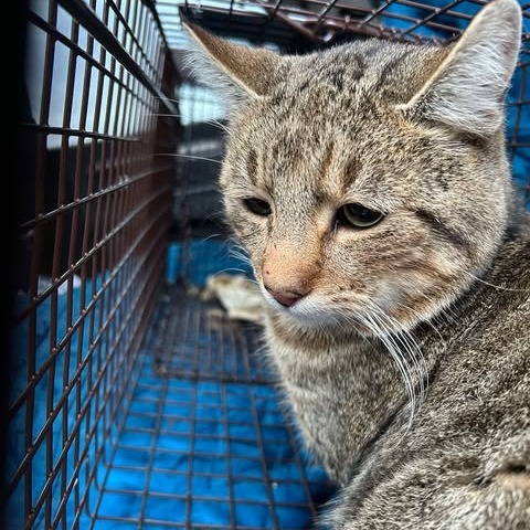 Burrito, an adoptable Domestic Short Hair in Nampa, ID, 83686 | Photo Image 2