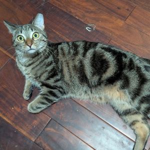 Maxim (BFF031), Young Male unknown