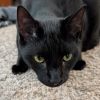 Tiny (BFF034) photo 1