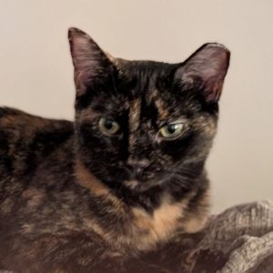 Allie (BFF032), Young Female Domestic Short Hair