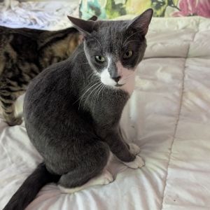Mittens (BFF033), Young Male Domestic Short Hair