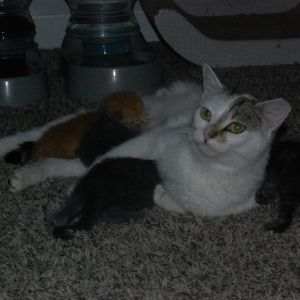 Mama (BFF035), Adult Female unknown