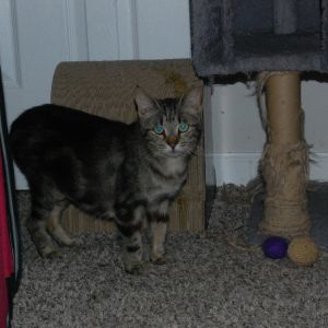 Rosie (BFF038), Young Female unknown