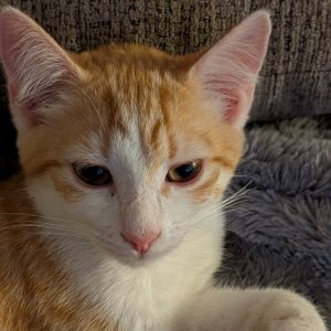 Jack (BFF028), Young Male unknown