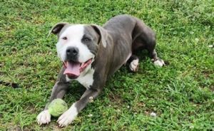 Hello there Im Butter Life in the shelter is quite interesting Ive met many friends and learned