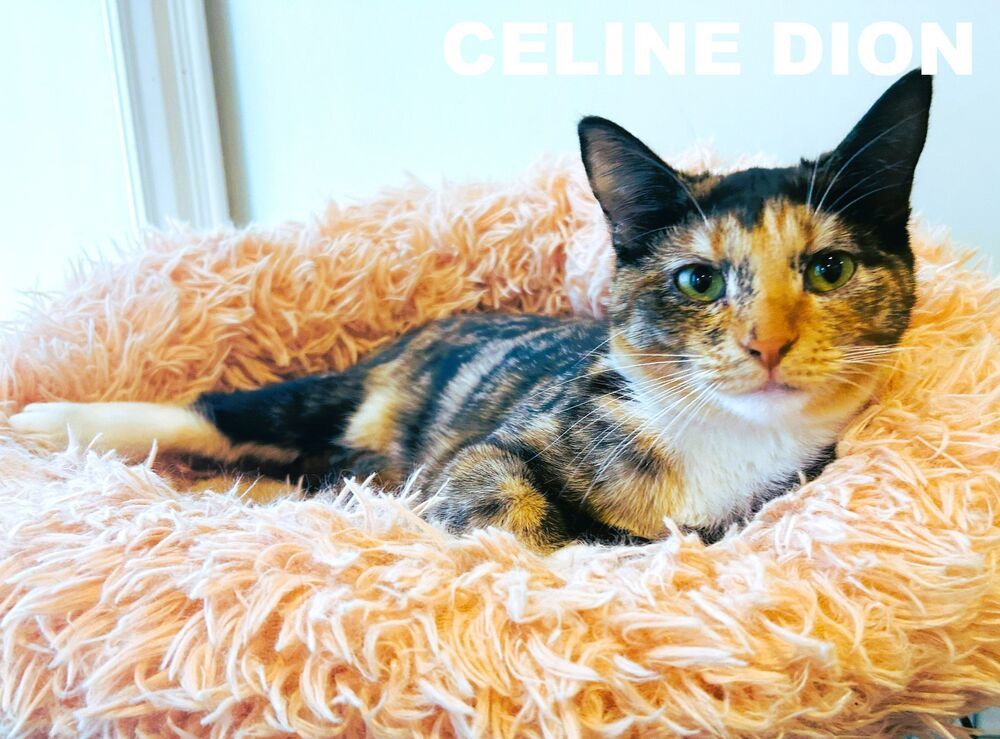 Celine Dion