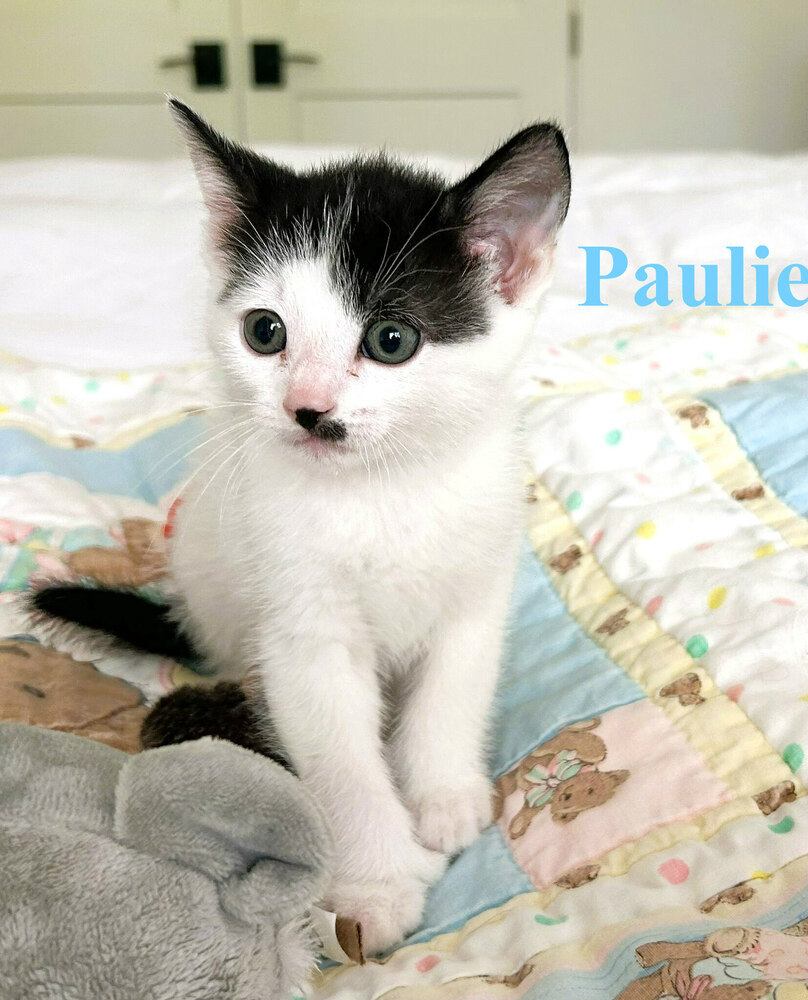 Paulie (polydactyl)
