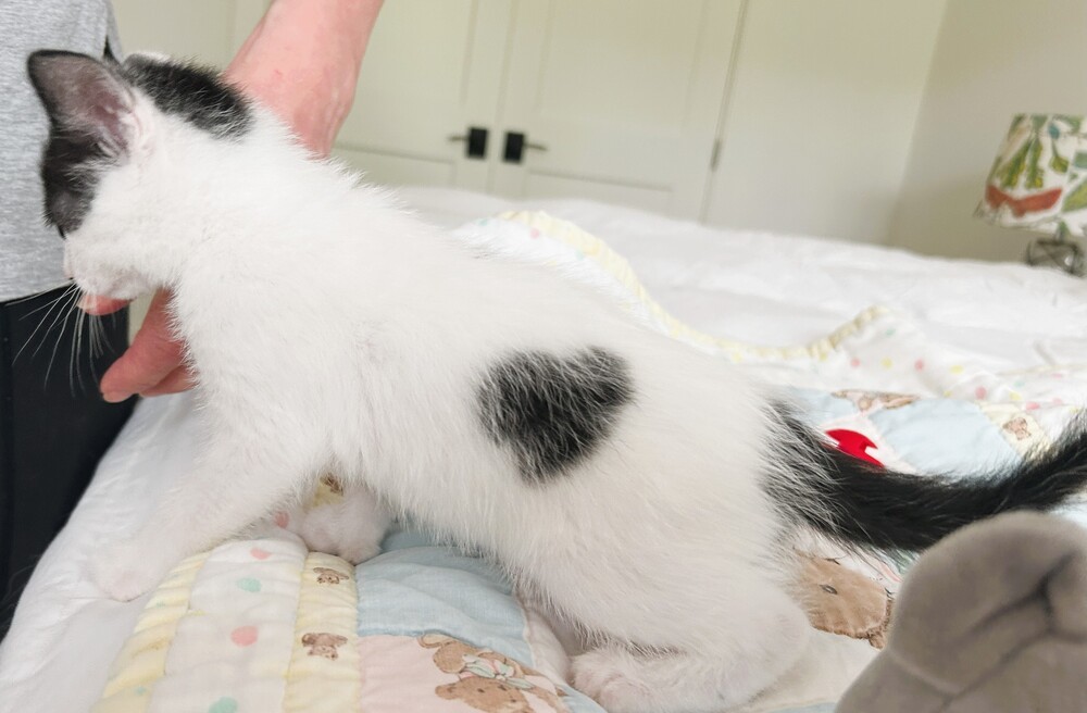 Paulie (polydactyl)