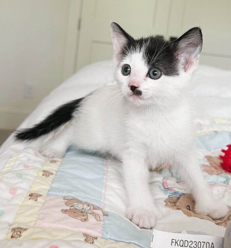 Paulie (polydactyl)