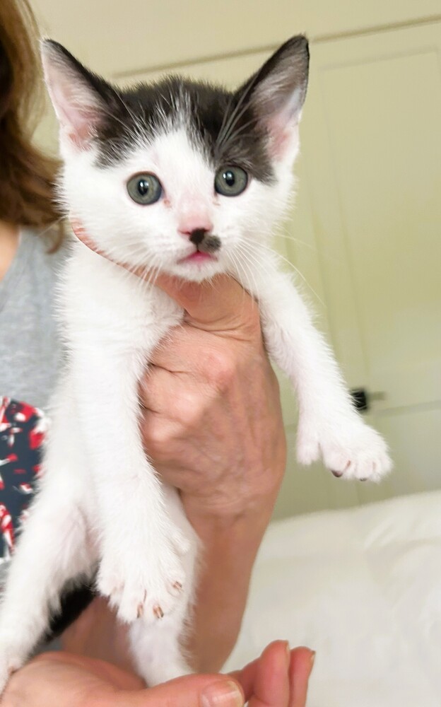 Paulie (polydactyl)