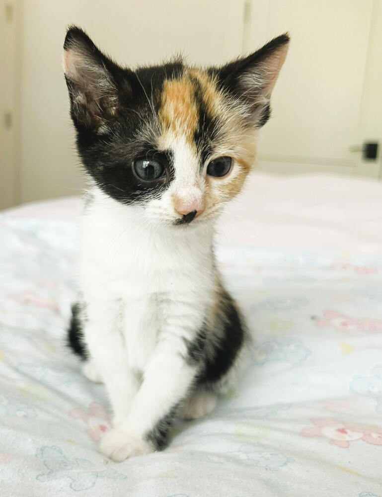 Harlow