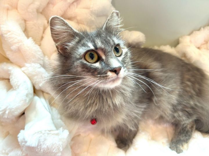 Honey (huge fluffy tail) 1
