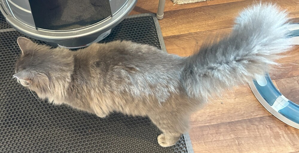 Honey (huge fluffy tail)