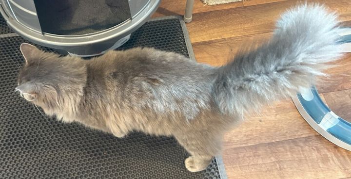 Honey (huge fluffy tail) 2