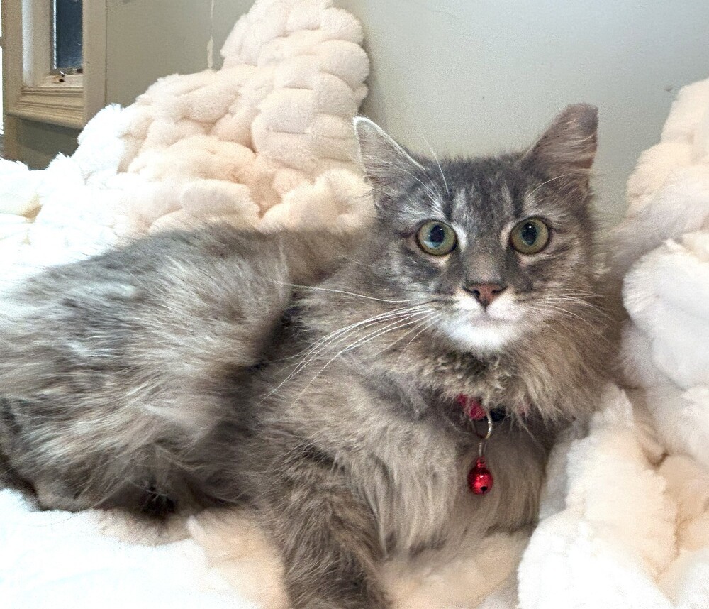 Honey (huge fluffy tail)