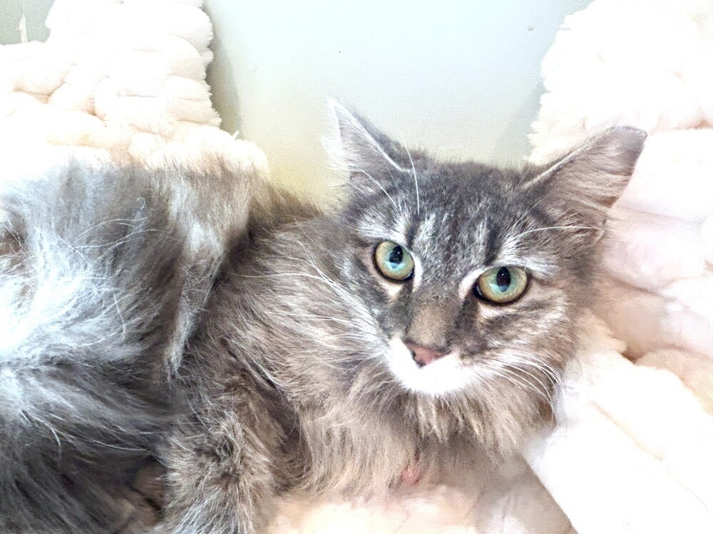 Honey (huge fluffy tail)