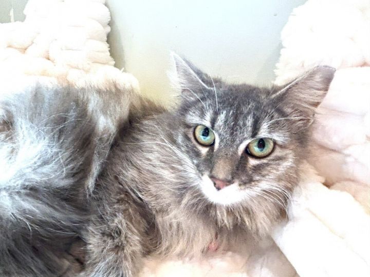 Honey (huge fluffy tail) 4