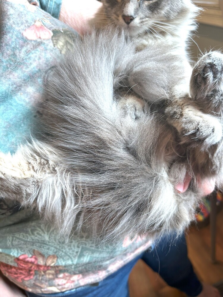 Honey (huge fluffy tail)