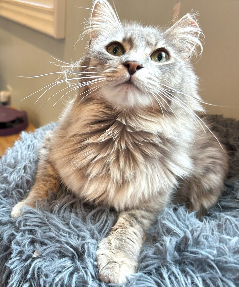 Honey (huge fluffy tail)
