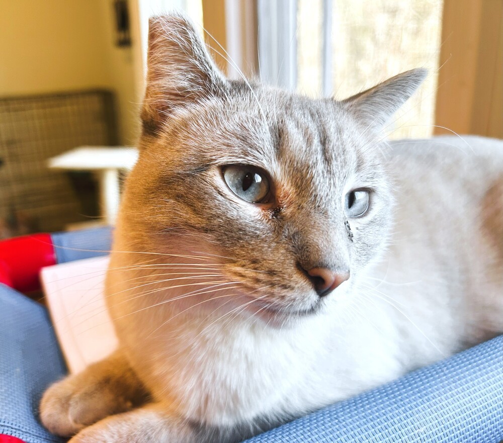 Simon