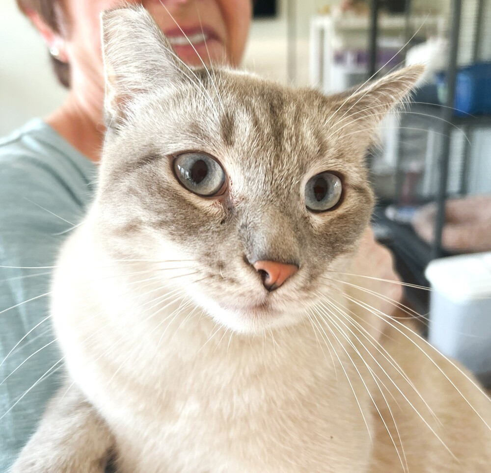 Simon