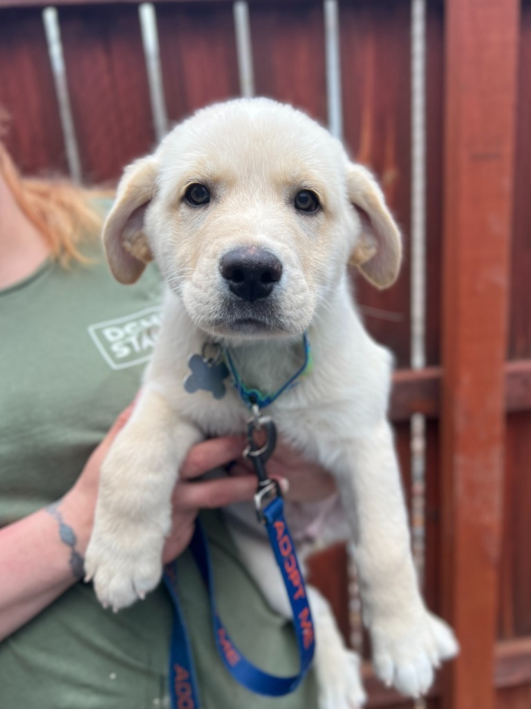 Benny