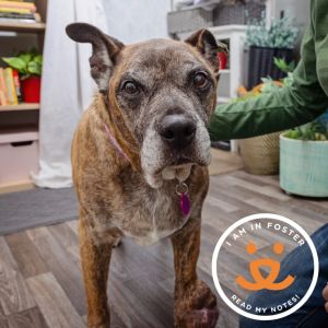 Meet Mocha the big lovable 14-year-old girl Mocha has experience living with both cats and dogs m