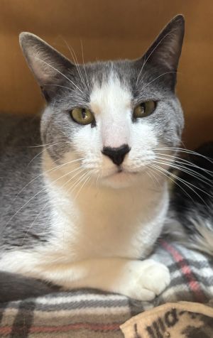Sanji, Adult Male Domestic Short Hair