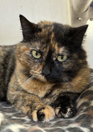 Umbra, Adult Female Domestic Short Hair