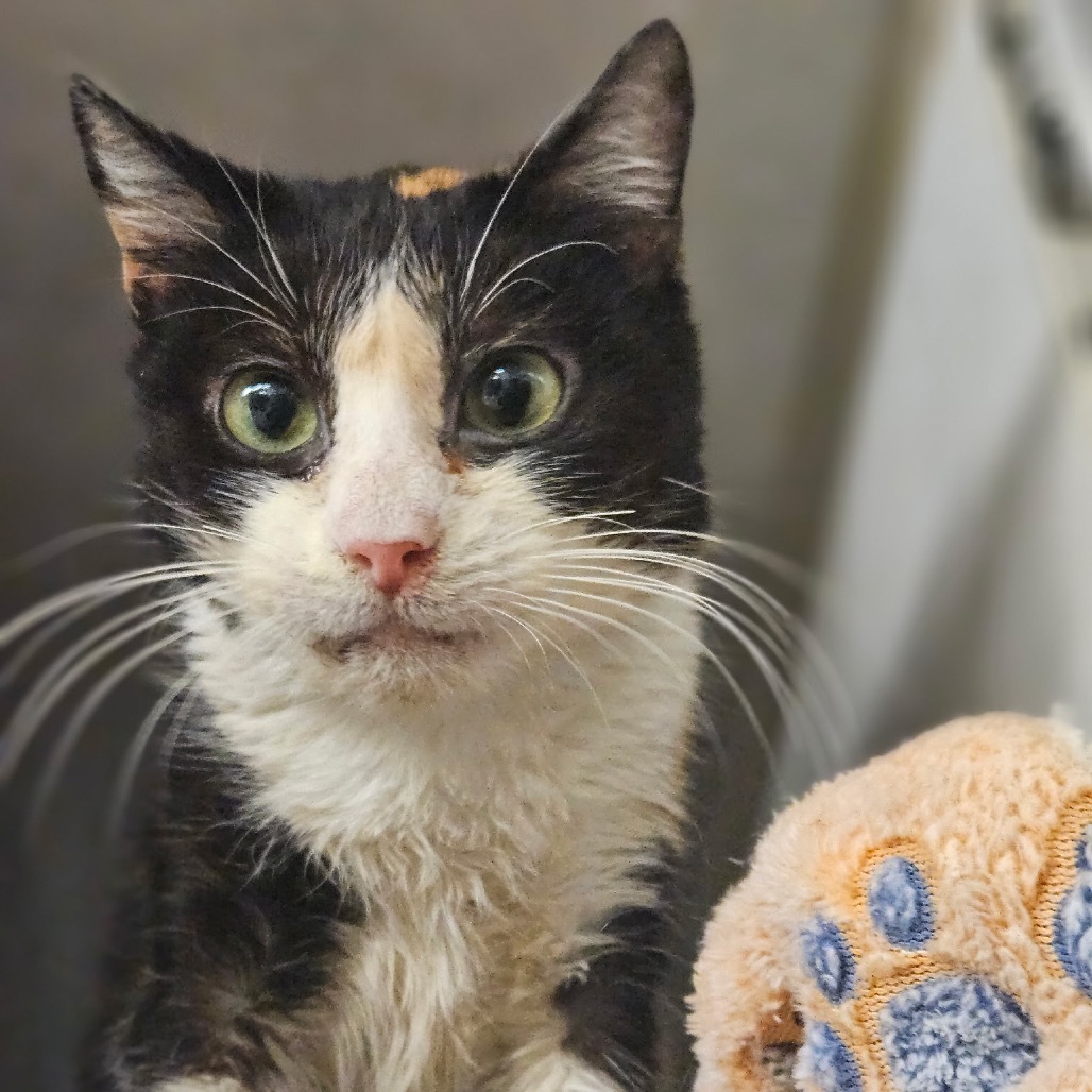 Mochi, an adoptable Domestic Short Hair in Midland, TX, 79701 | Photo Image 1